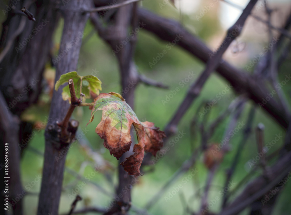 Leave in autumn about to fall Leave in autumn about to fall