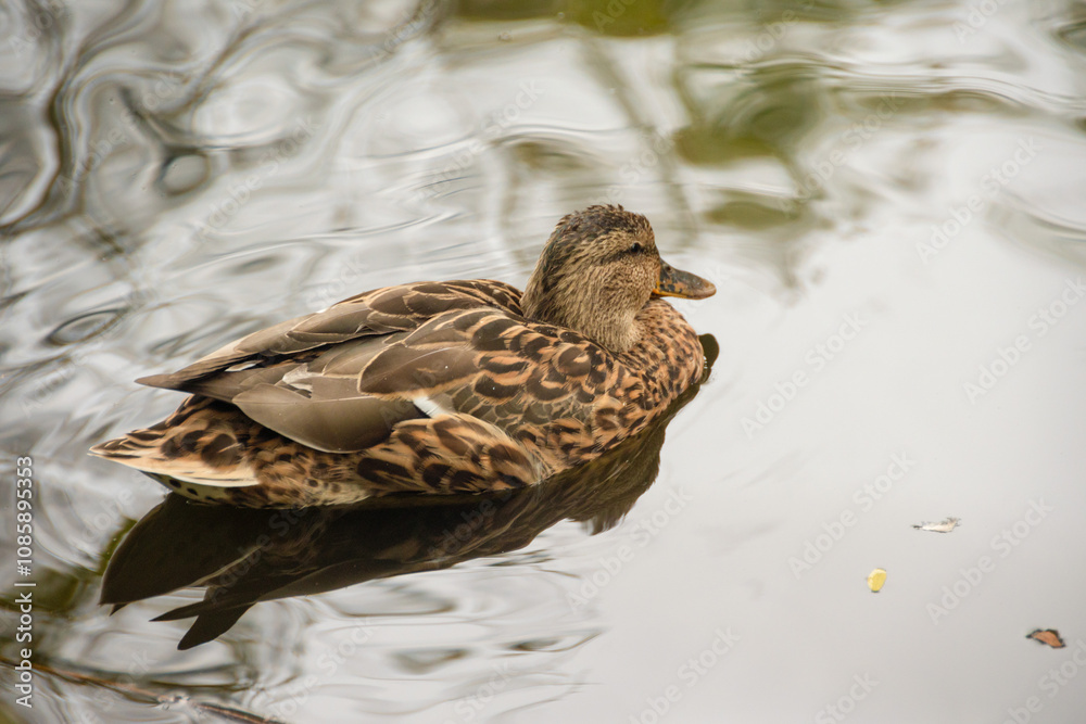 Brown Duck Swimming on Calm Reflective Water. Brown duck swimming on calm, reflective water with greenish hues and light ripples.