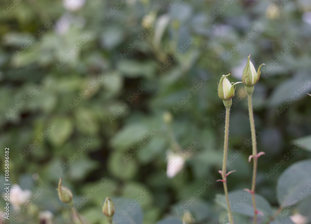 Twin little rosebuds standing against green backdrop Twin little rosebuds standing against green backdrop