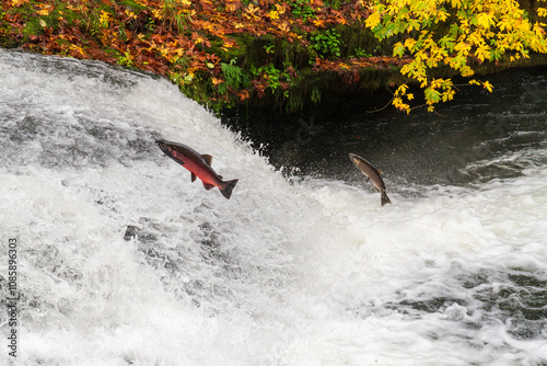 Coho Salmon (Oncorhynchus kisutch) jumping up waterfall at Lower Lake Creek Falls in Western Oregon.