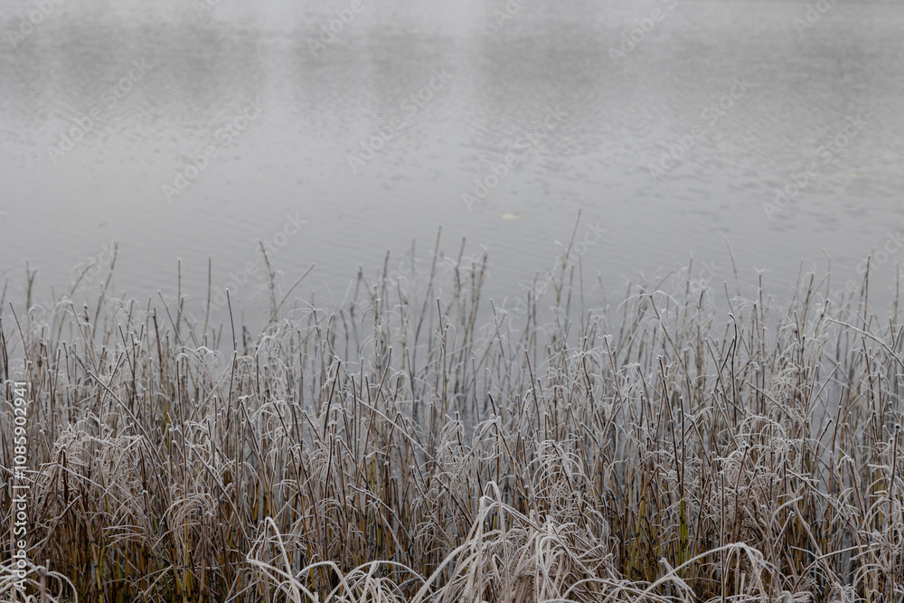 Frosted grass along a tranquil lake at dawn, capturing the serene beauty of nature in winter's embrace Frosted grass along a tranquil lake at dawn, capturing the serene beauty of nature in winter's embrace