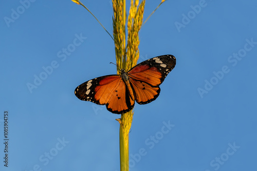 Obraz na płótnie Sultan butterfly (Danaus chrysippus) flying in the Mugla region of Turkey w salonie