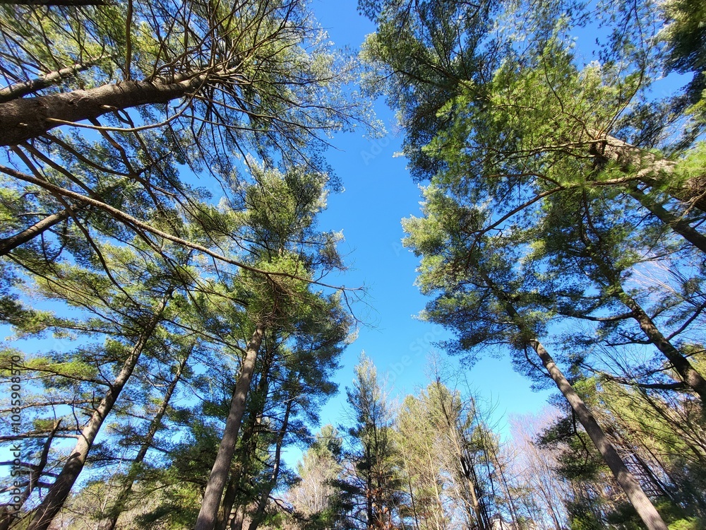 Obraz premium Blue Sky Trees