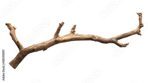 Tree branch without leaves transparent background