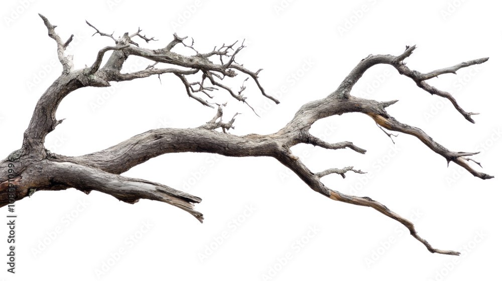 Obraz premium Tree branch without leaves transparent background