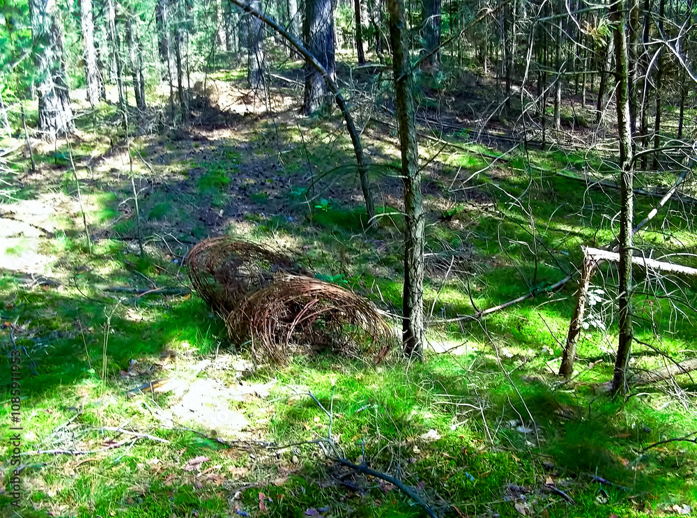 Stachedraht an geheimnisvollen Orten im Wald
