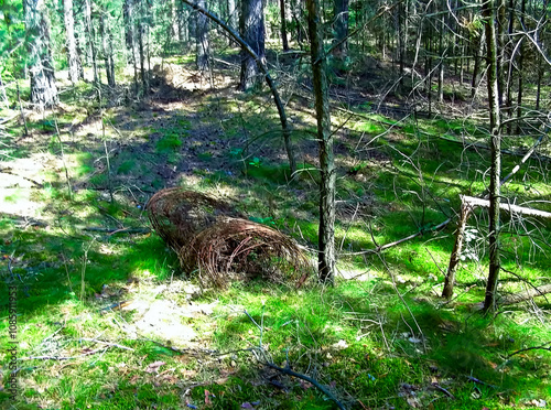 Obraz na płótnie Stachedraht an geheimnisvollen Orten im Wald w salonie
