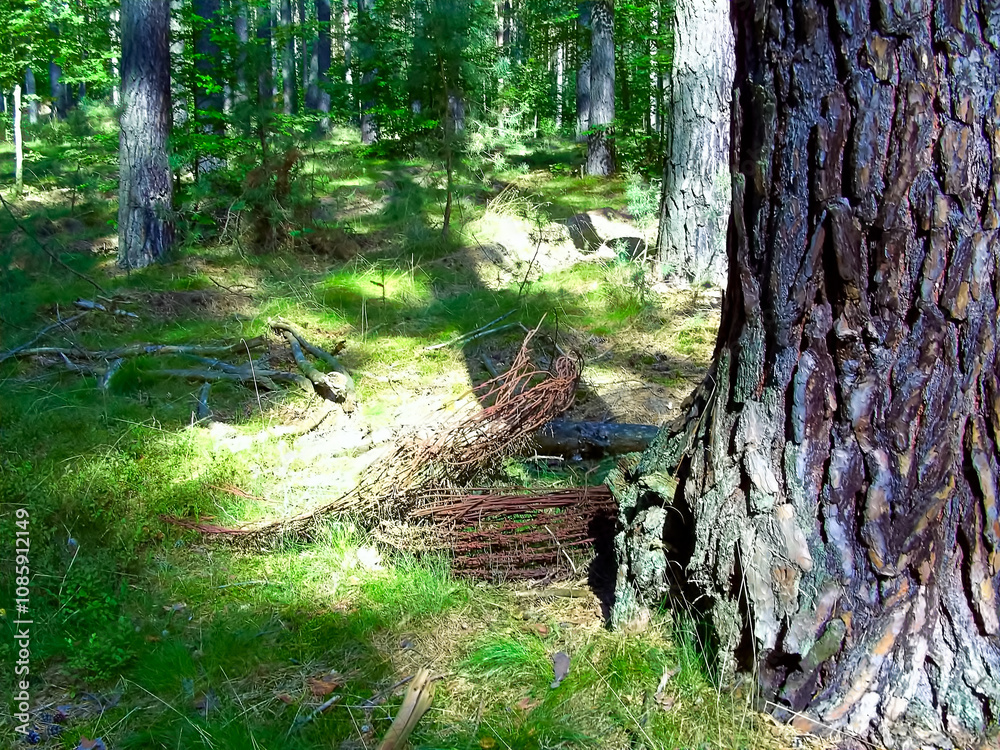Stachedraht an geheimnisvollen Orten im Wald
