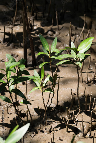 Mangrove seedlings growing in coastal wetlands nature conservation plant life bright daylight low-angle view for environmental awareness