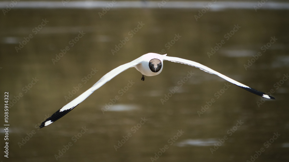 Majestic bird in flight serene water body nature capture tranquil setting close-up perspective wildlife photography Majestic bird in flight serene water body nature capture tranquil setting close-up perspective wildlife photography