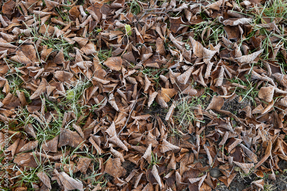 Fall leaves cover the ground in a peaceful natural setting during autumn season in a forest area Fall leaves cover the ground in a peaceful natural setting during autumn season in a forest area