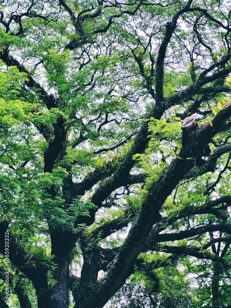 Fototapeta premium tree in spring