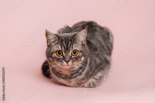 Domestic funny cat lying against pink background photo