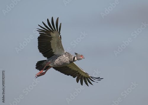 Southern Screamer in flight against blue sky photo