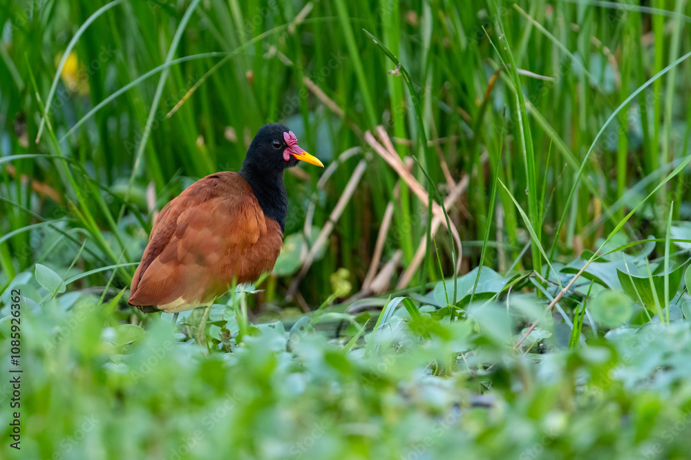 Wattled Jacana foraging in open, sparsely vegetated swamp Wattled Jacana foraging in open, sparsely vegetated swamp