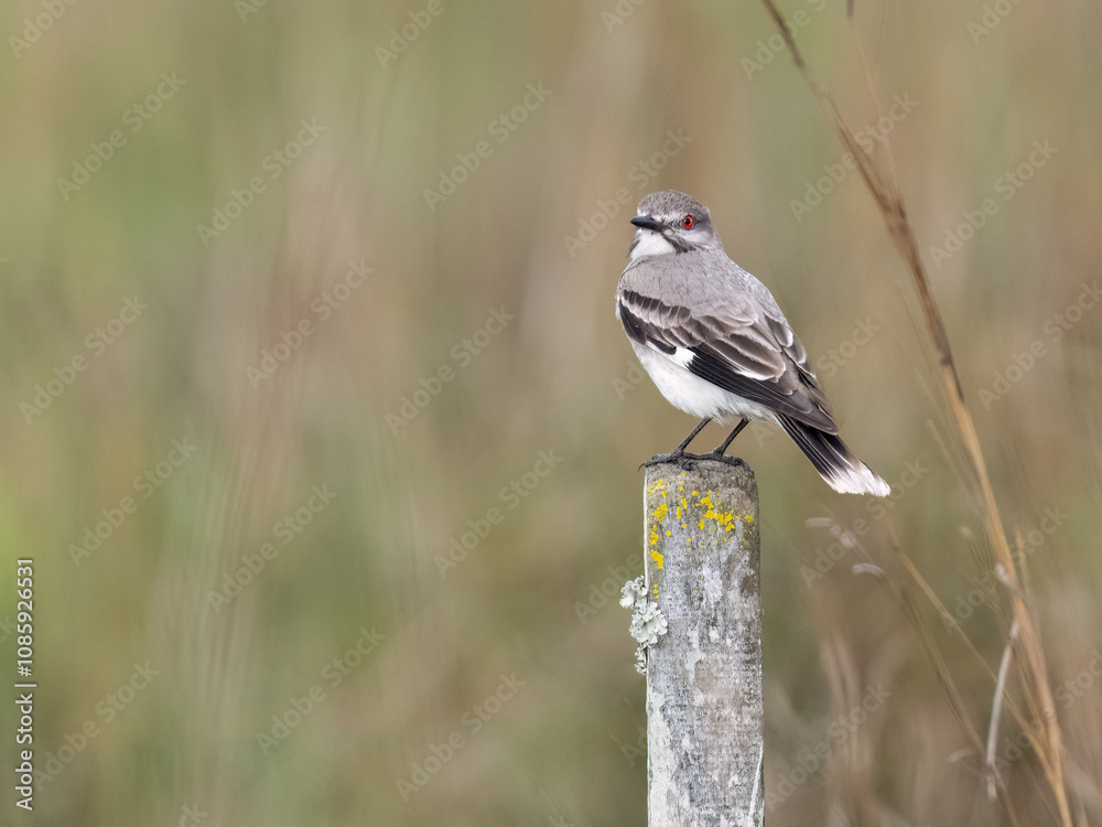 Gray Monjita on fence post against blur background Gray Monjita on fence post against blur background