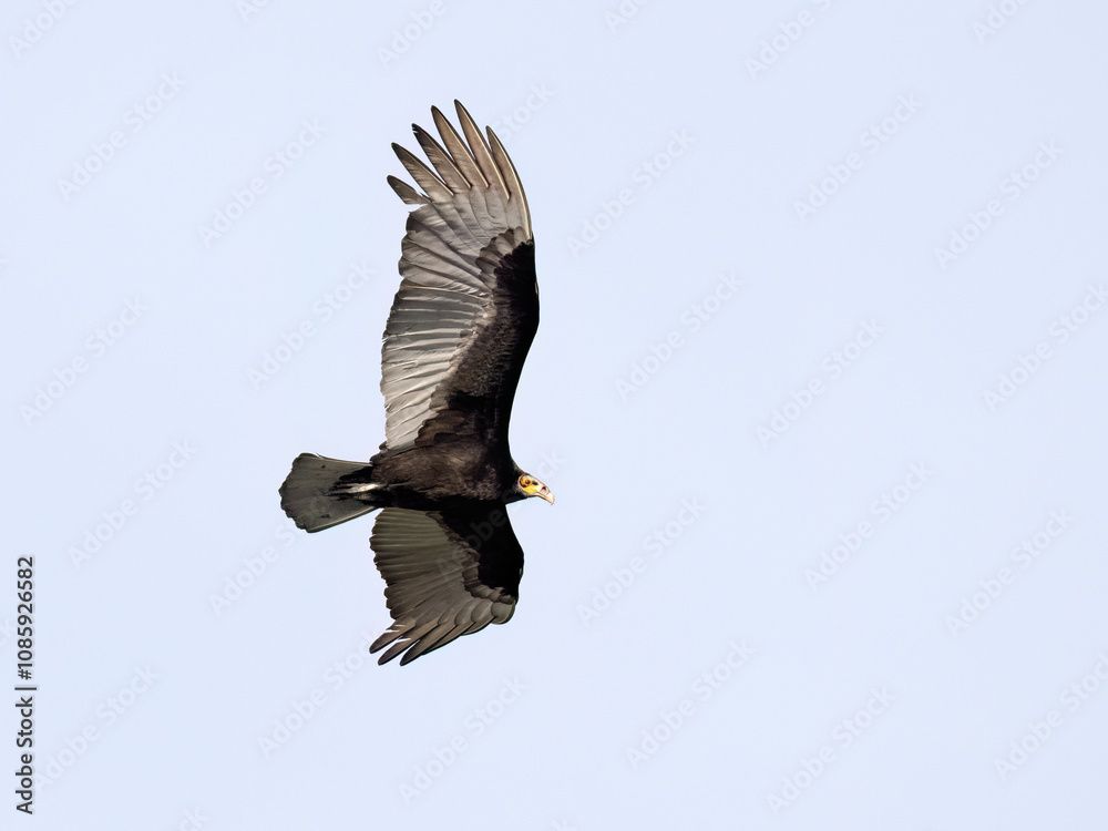 Obraz premium Lesser Yellow-headed Vulture in flight on blue sky