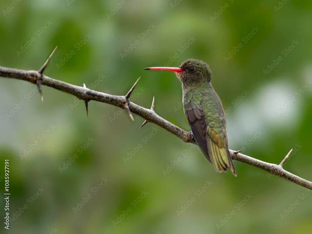 Fototapeta premium Gilded Hummingbird perched on tree branch on green background