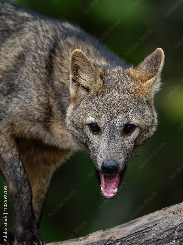 Pampas fox, Azara's fox or Pampean fox closeup portrait in Argentina