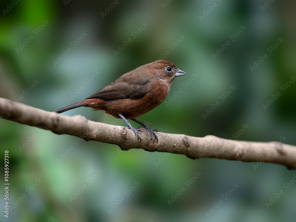 Female Red-crested Finch on a tree branch against green background Female Red-crested Finch on a tree branch against green background