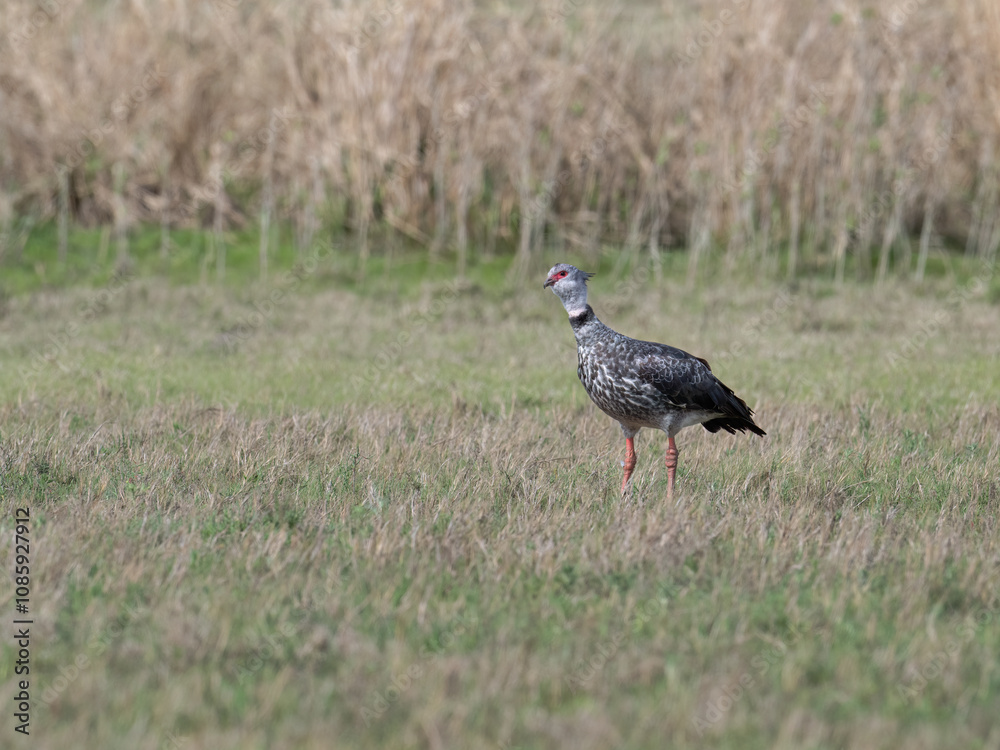 Southern Screamer standing on the dry grass Southern Screamer standing on the dry grass