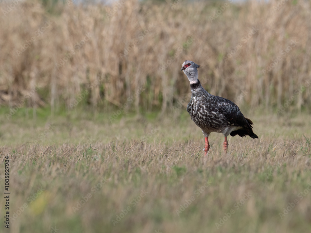 Southern Screamer standing on the dry grass Southern Screamer standing on the dry grass