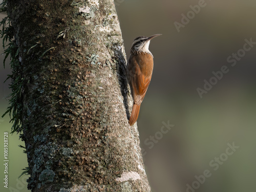 Narrow-billed Woodcreeper on tree trunk against green blur background