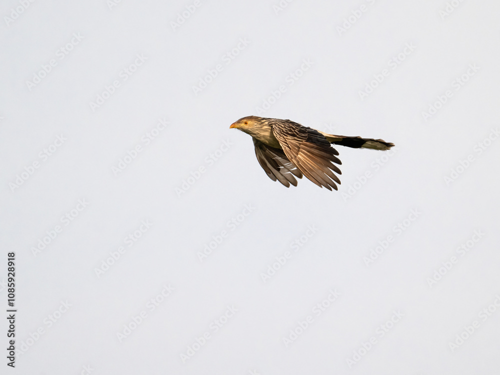 Fototapeta premium Smooth-billed Ani on tree branch, portrait