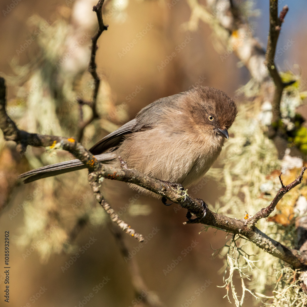 Obraz premium Bushtit (Psaltriparus minimus) in Western Oregon.