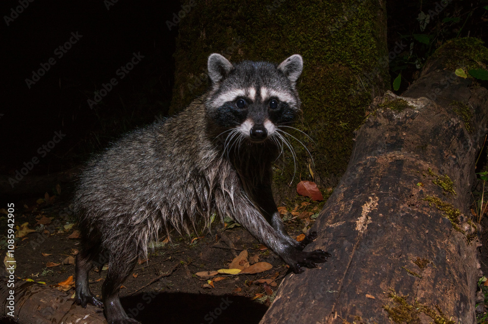 Naklejka premium Raccoon (Procyon lotor) climbing over a log..Western Oregon