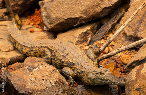 Crocodile on Stone