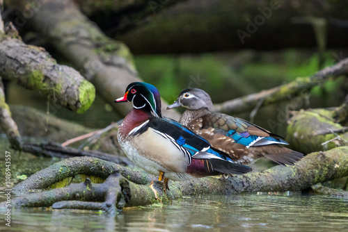 Male and female Wood Ducks (Aix sponsa) resting on a log during springtime in Western Oregon.