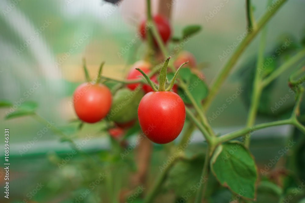Small cherry tomatoes, red and green, unripe, grow on a branch Small cherry tomatoes, red and green, unripe, grow on a branch