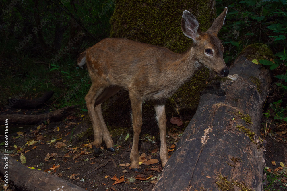 Black-tailed Deer yearling (Odocoileus hemionus) crossing a log at night in Western Oregon. Black-tailed Deer yearling (Odocoileus hemionus) crossing a log at night in Western Oregon.