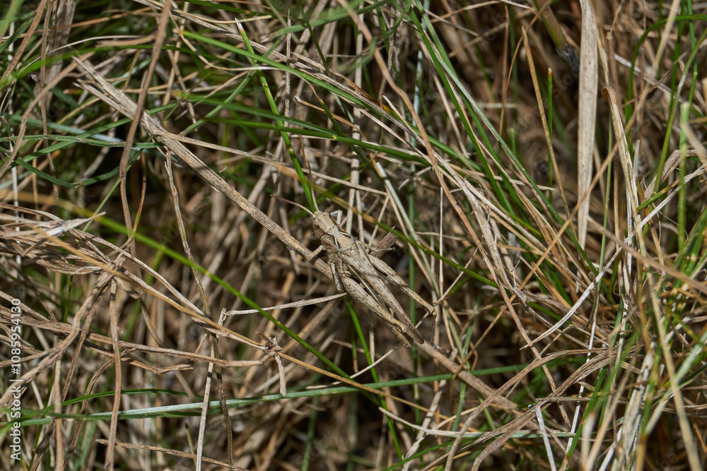 Locust are sitting in the grass on the lawn. Locust, acrides - several species of insects of the family of true locusts (Acrididae). Locust are sitting in the grass on the lawn. Locust, acrides - several species of insects of the family of true locusts (Acrididae).
