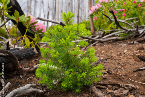 Douglas Fir (Pseudotsuga menziesii) seedling and Rodedendron growing near the Pacific Crest Trail near Mt Jefferson Oregon seven years after the Whitewater Fire of 2017 burned over 14,000 acres.