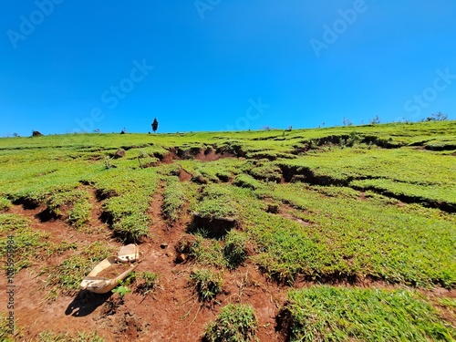 Formação de voçoroca e ravina devido à erosão pluvial em uma área degradada de uma fazenda.