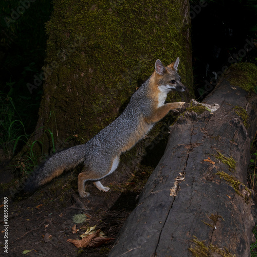 Grey Fox (Urocyon cinereoargenteus) crossing a log at night. Western Oregon. photo