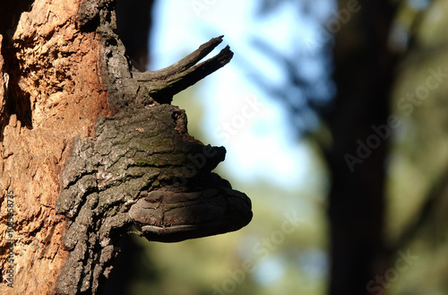 Trees with bizarre shapes