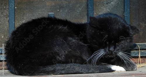 Black cat sleeping on the windowsill