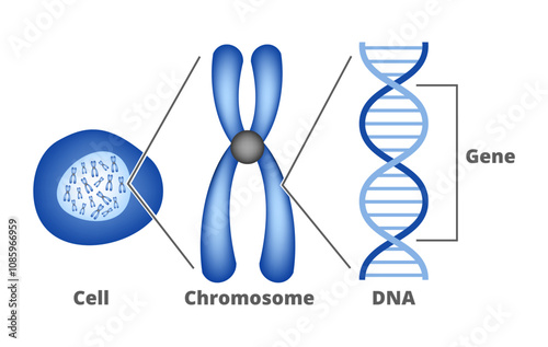 Vector scientific diagram – from Gene to DNA (Deoxyribonucleic Acid) to chromosome to nucleus and cell. Four bases of DNA – Adenine, Cytosine, Thymine, Guanine. Genes are contained in chromosomes.