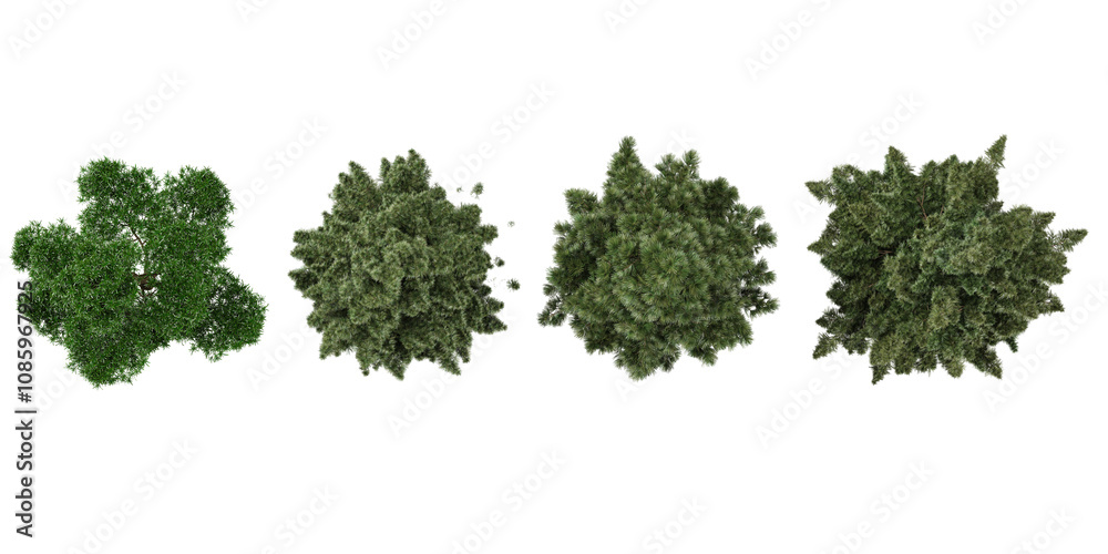 3d illustration Podocarpus,Sciadopitys trees on transparent background from the top view 3d illustration Podocarpus,Sciadopitys trees on transparent background from the top view