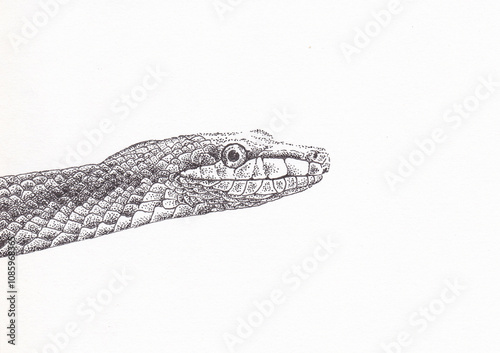 Pen and ink drawing of a snake