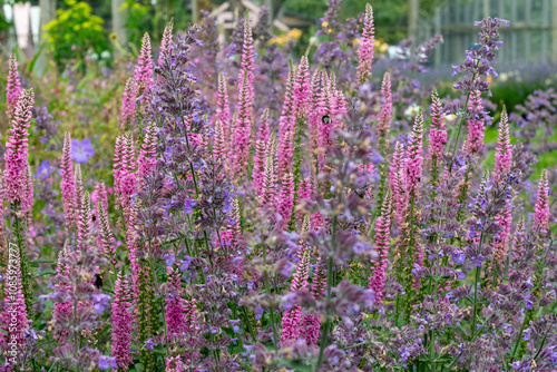pollinators