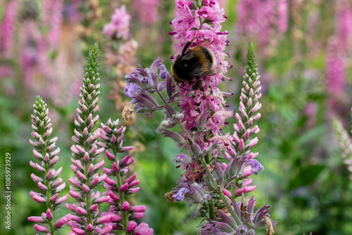 pollinators