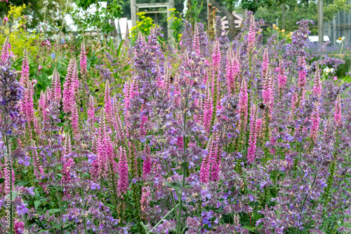 pollinators