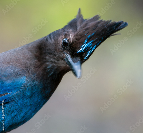 Steller's Jay (Cyanocitta stelleri). Willamette Valley, Oregon. photo