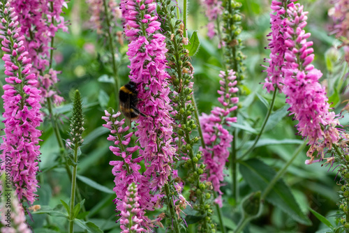 pollinators