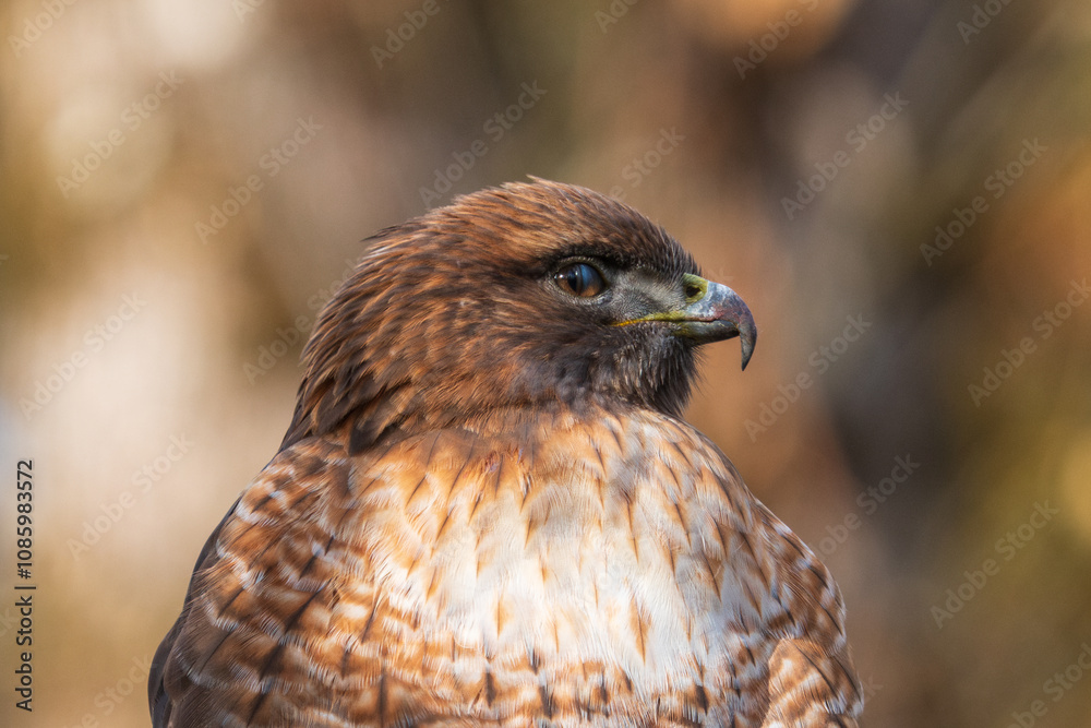 Red-tailed Hawk (Buteo jamaicensis) with nictitating membrane eyelid partially closed while he keeps watch for prey during the Fall in Western Oregon. Red-tailed Hawk (Buteo jamaicensis) with nictitating membrane eyelid partially closed while he keeps watch for prey during the Fall in Western Oregon.