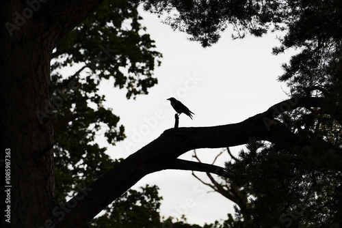 The silhouette of a crow in a tree